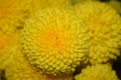 Full frame shot of yellow flower