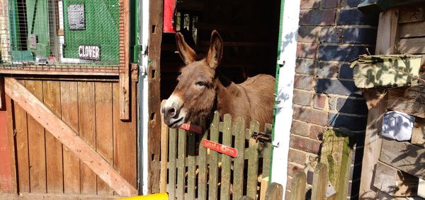 High angle view of a cat in building