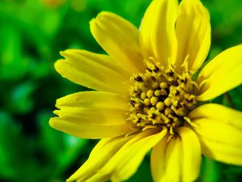 Close-up of yellow flowering plant