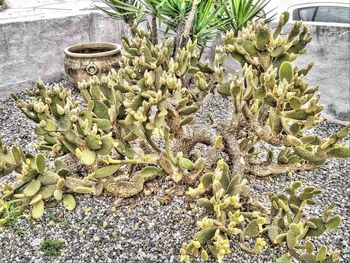 High angle view of potted cactus plant