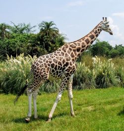 Giraffe in a field