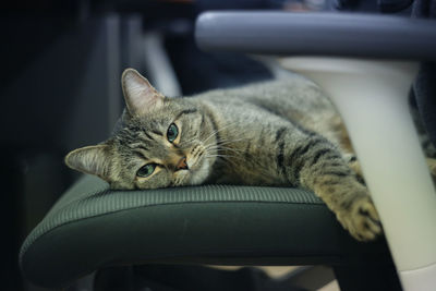 Portrait of cat on chair