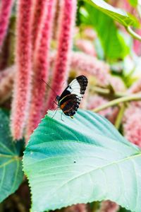 Butterfly on leaf