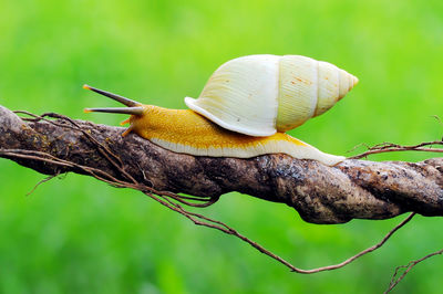 Close-up of snail on tree