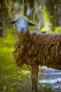 Portrait of an animal on rock