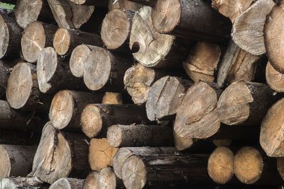 Full frame shot of logs in forest