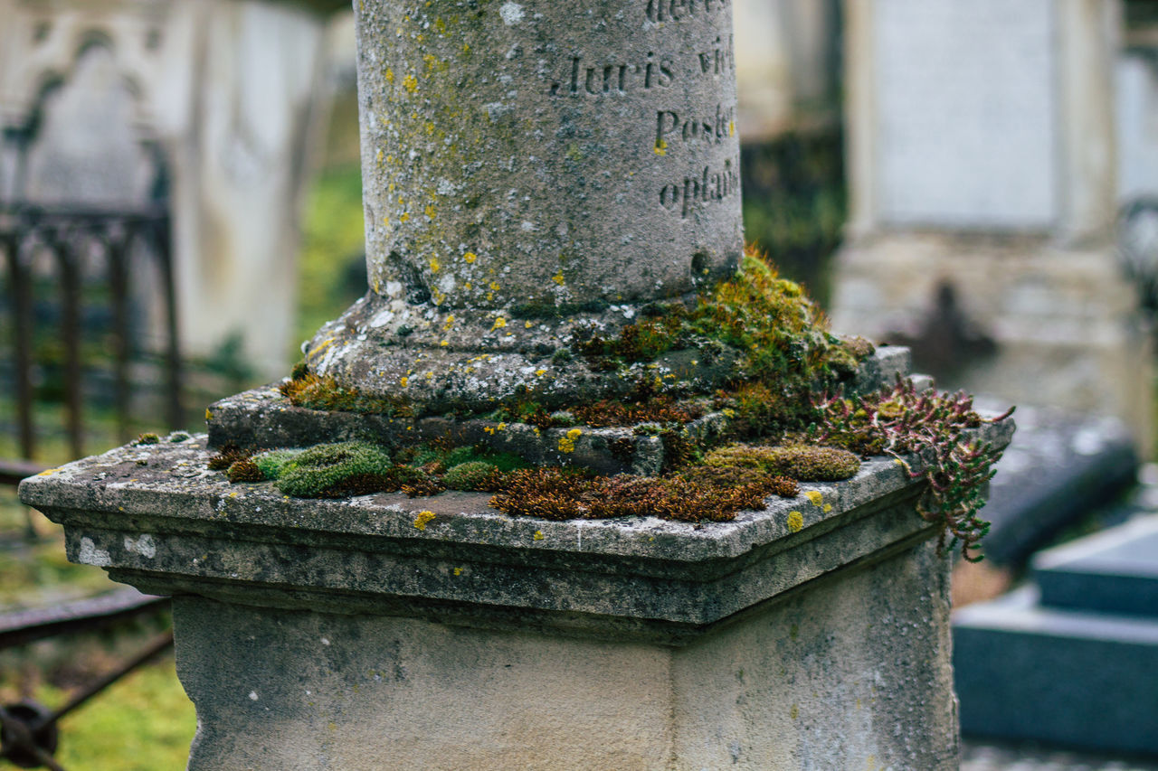 CLOSE-UP OF OLD CROSS ON TREE TRUNK WITH MOSS