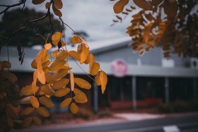 Close-up of autumn leaves on tree