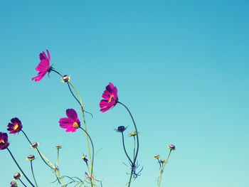 Low angle view of pink flowering plants against blue sky