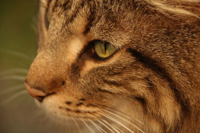 Close-up of a cat looking away