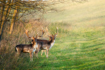 Deer in a field