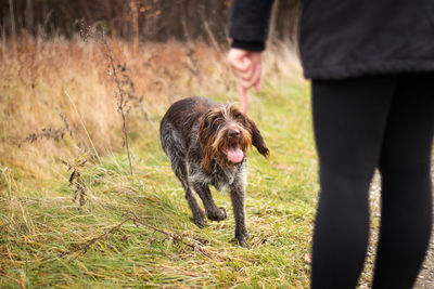 The concept of obedience and training. dog training. rough-coated bohemian pointer runs