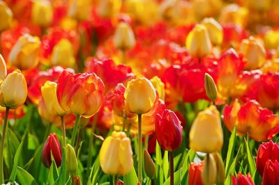 Full frame shot of red tulips