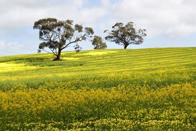 Scenic view of oilseed rape field against sky