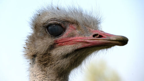 Close-up of a bird looking away