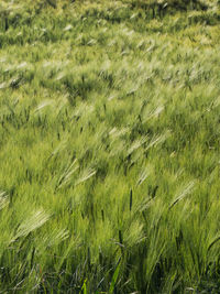 Scenic view of grassy field