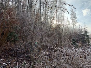 View of bare trees in forest