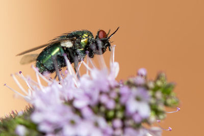 Close-up of insect on flower