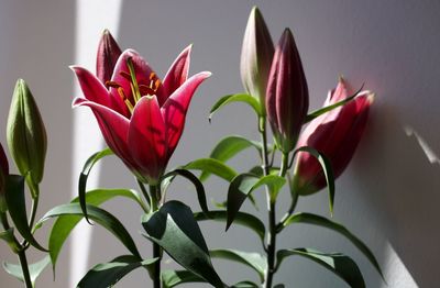 Close-up of red flower