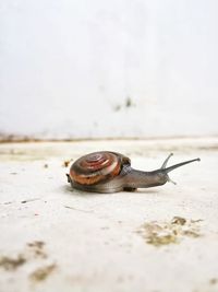 Close-up of snail