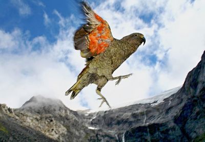 Bird flying over snow covered mountains