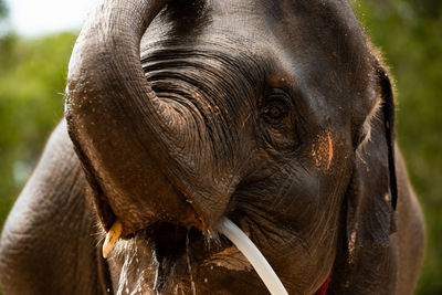 Close-up of elephant drinking water