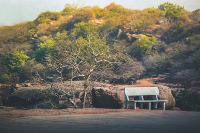 Trees growing on field against mountain