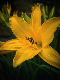 Close-up of yellow lily blooming outdoors