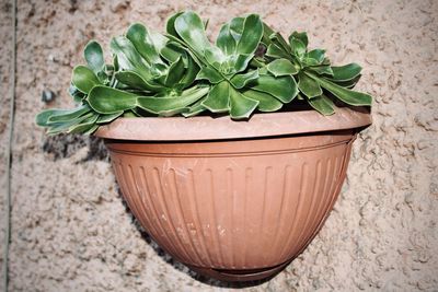 Close-up of potted plant against wall