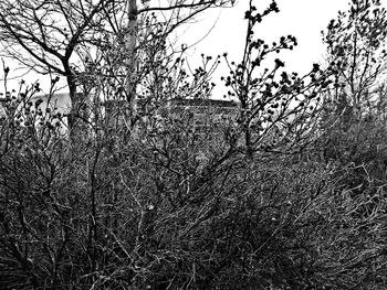 Bare trees against sky