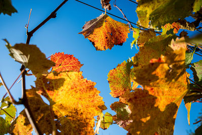 Low angle view of autumnal leaves against clear sky