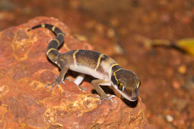 Close-up of deccan banded gecko