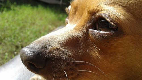 Close-up of a dog