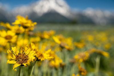 Close-up of yellow flowering plant on field