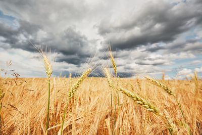 Close-up of wheat field against sky