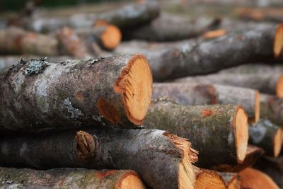 Close-up of rusty stack on wood in forest