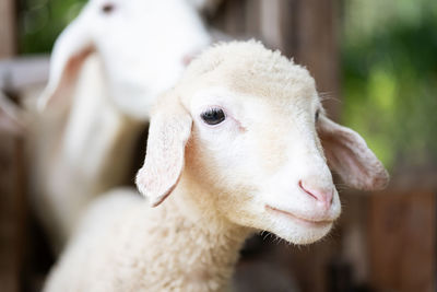 Cute little lamb portrait.