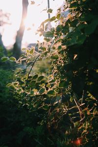 Low section of plants against trees