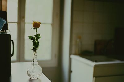 Close-up of potted plant on table at home