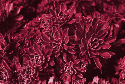 Viva magenta beautiful view of plant in monochrome color. forest viva magenta colored plants.