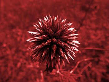 Close-up of red flower