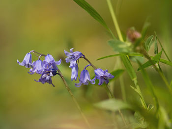 Close-up of purple flowering plant