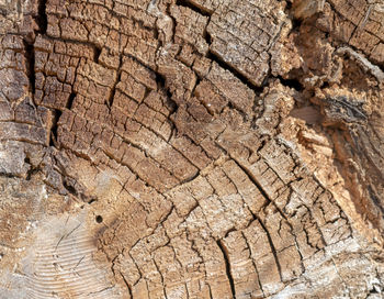 Old and decayed interface of a felled tree