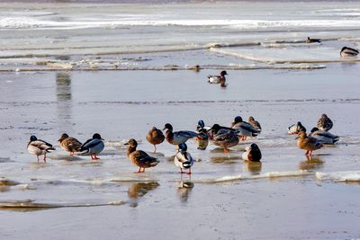 Birds on beach in winter