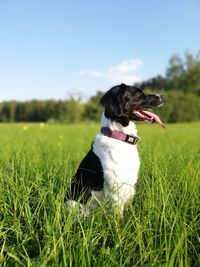 Dog looking away on field