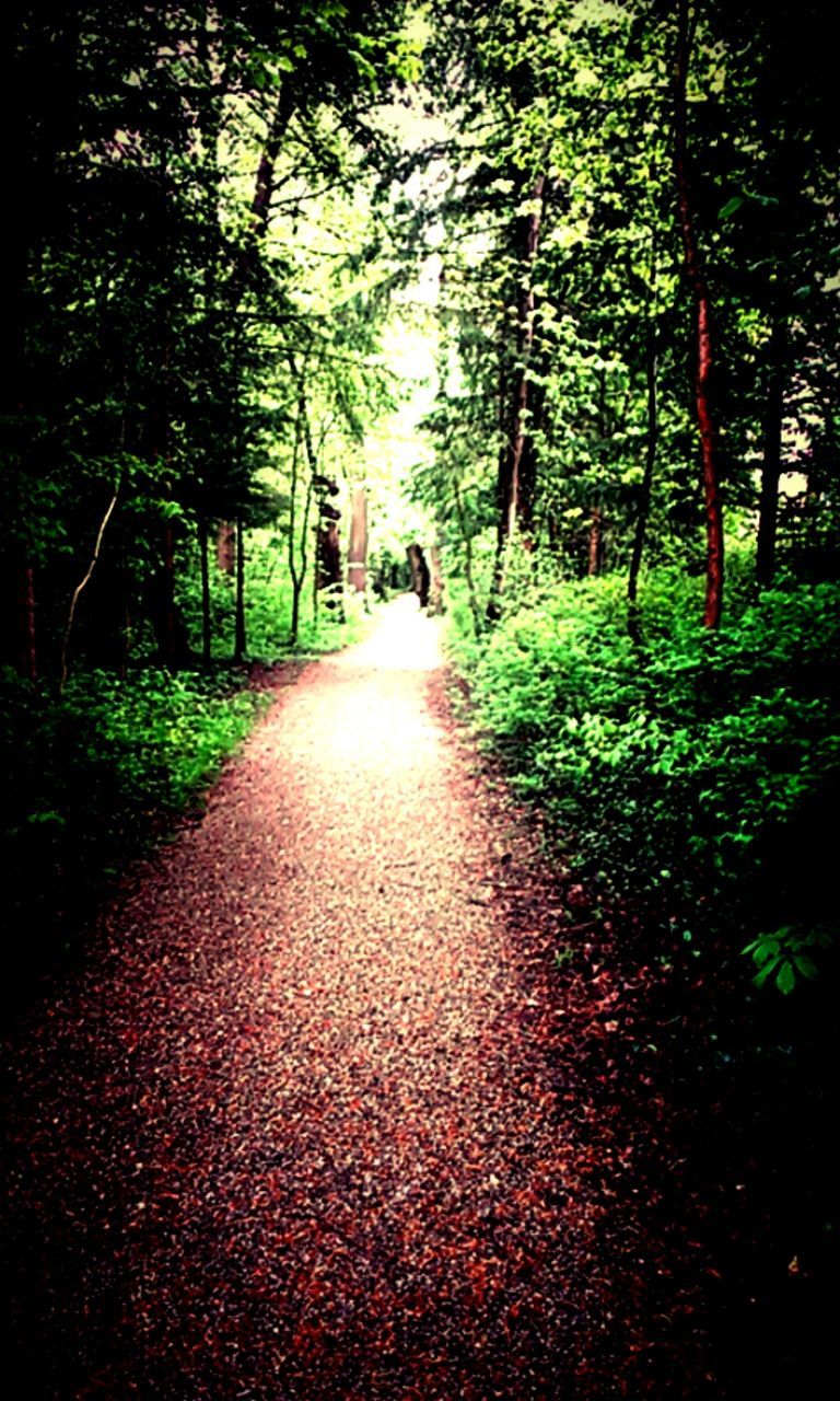 tree, the way forward, diminishing perspective, vanishing point, growth, tranquility, footpath, nature, green color, tranquil scene, treelined, branch, pathway, road, walkway, narrow, beauty in nature, transportation, dirt road, park - man made space