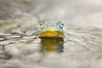 Close-up portrait of frog in water