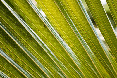 Full frame shot of palm leaf