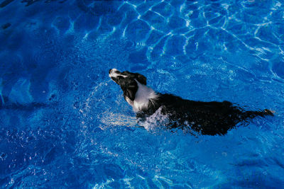 Funny border collie dog swimming in pool. summer time, vacation and lifestyle