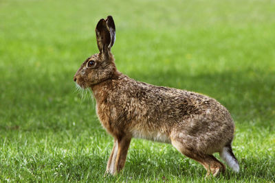 Side view of an animal on grass